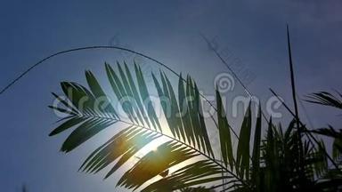 棕榈叶在太阳面前随风移动